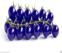 Dark Blue Tomato Solanum lycopersicum for planting in urban garden